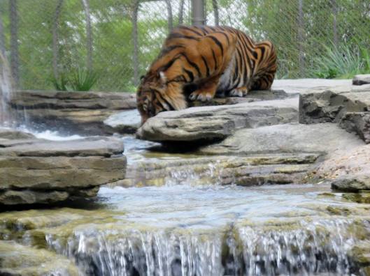 Thirsty Tiger, Karen Gardner 2014