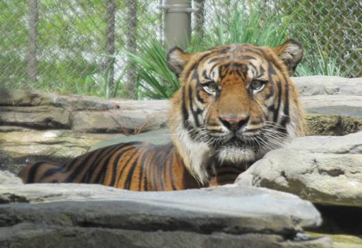 Tiger, Karen Gardner 2014